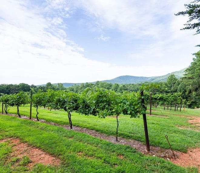 Sharp Mountain Vineyards